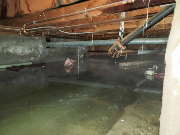 Best Flood damage cleanup  in Grace, ID